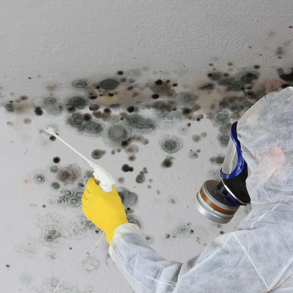 Technicians in safety gear treating mold patches