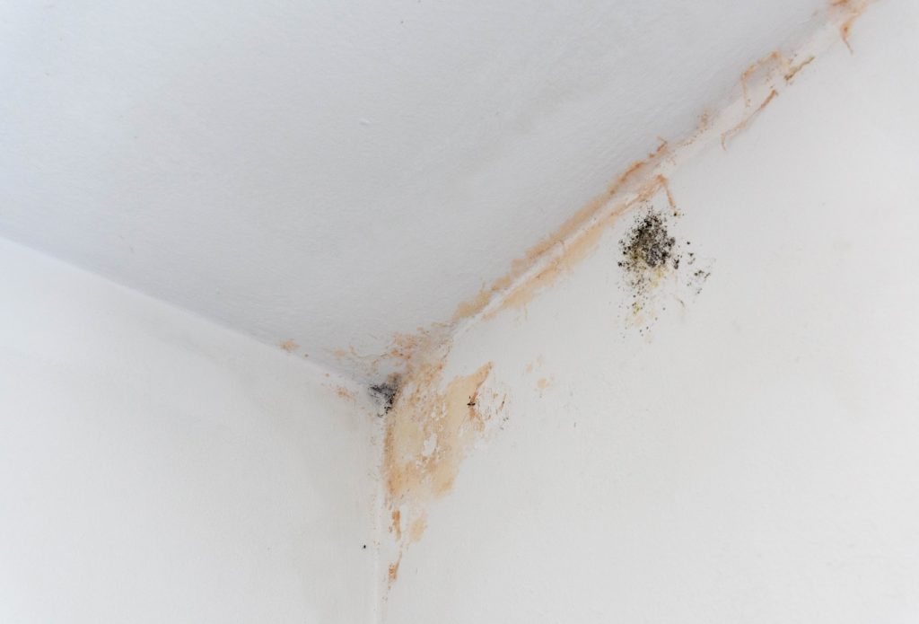 Mold recurrence in a home